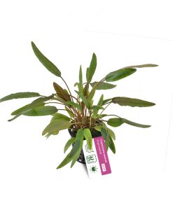Cryptocoryne axelrodi