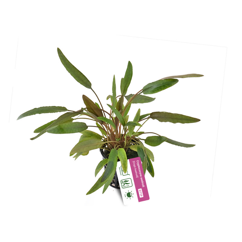 Cryptocoryne axelrodi