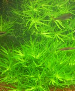 Heteranthera zosteraefolia