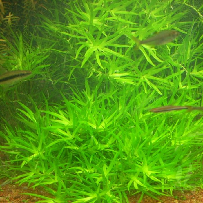 Heteranthera zosteraefolia