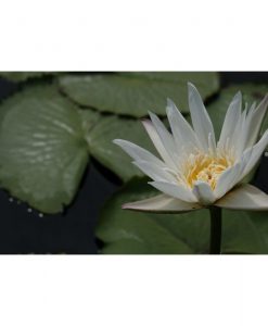Nymphaea capensis 'White Flower' (Green leaves)