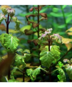 Hyptis lorentziana