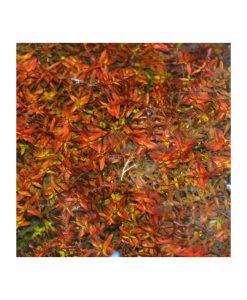 Rotala macrandra  'mini butterfly'