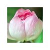 Nelumbo nucifera  -Pink