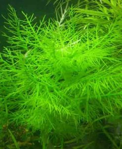Hygrophila balsamica