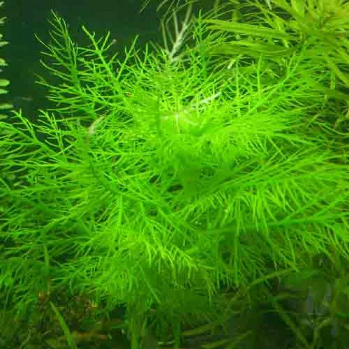 Hygrophila balsamica