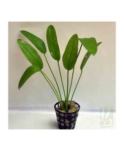 Echinodorus Rose