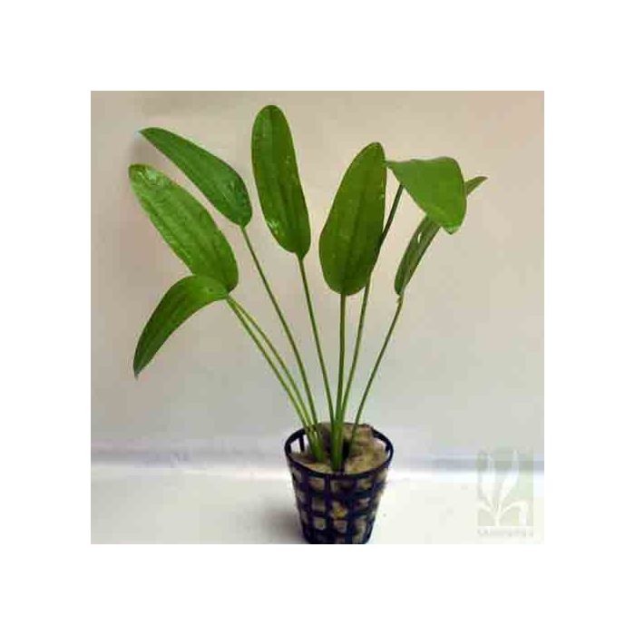 Echinodorus Rose