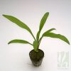 Cryptocoryne cognatoides