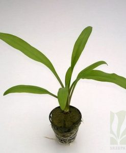 Cryptocoryne cognatoides