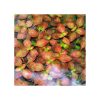 Ludwigia palustris -Hi red