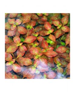 Ludwigia palustris -Hi red