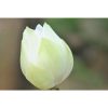 Nelumbo nucifera -White