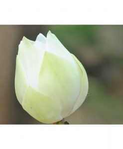 Nelumbo nucifera -White