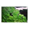 Salvinia natans