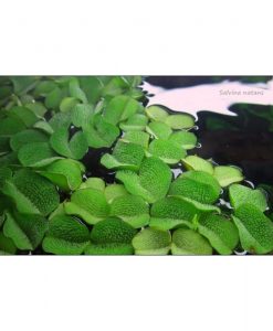 Salvinia natans
