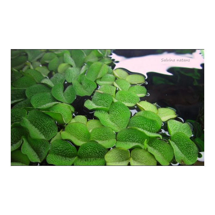 Salvinia natans
