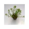 Ludwigia arcuata- Dark red