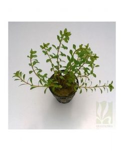 Ludwigia arcuata- Dark red