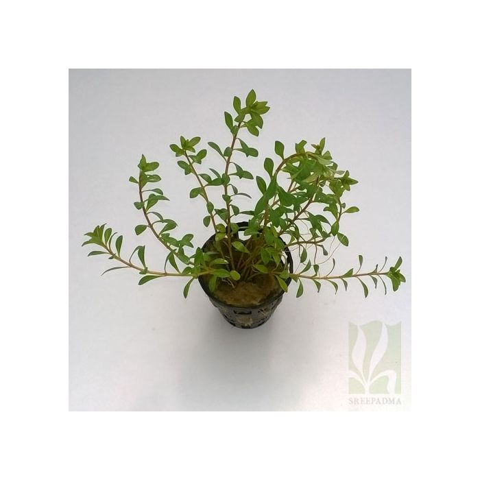 Ludwigia arcuata- Dark red