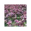 Hemigraphis sp. Pink