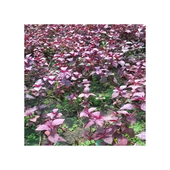 Hemigraphis sp. Pink