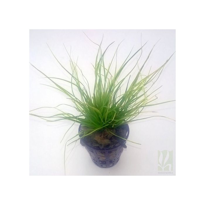 Eriocaulon breviscapum