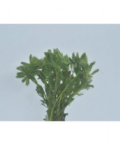 Limnophila aquatica 'Dwarf'