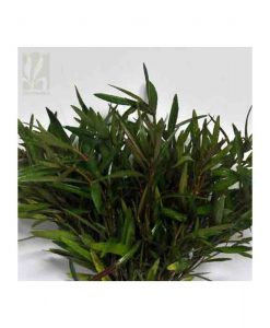 Hygrophila sp. 'araguaia'