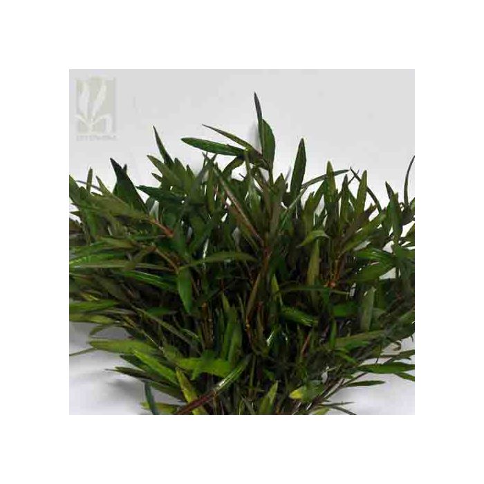 Hygrophila sp. 'araguaia'