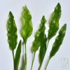 Aponogeton undulates -Big size