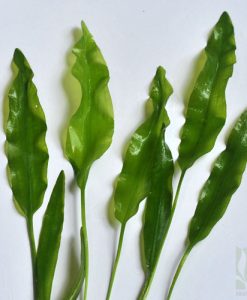 Aponogeton undulates -Big size