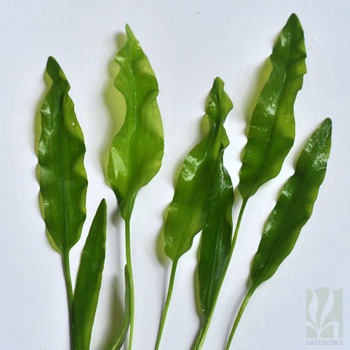 Aponogeton undulates -Big size