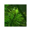 Ludwigia inclinata var "cuba"