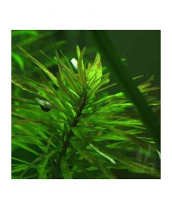 Ludwigia inclinata var "cuba"