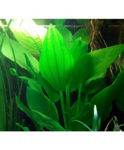 Echinodorus palaefolius