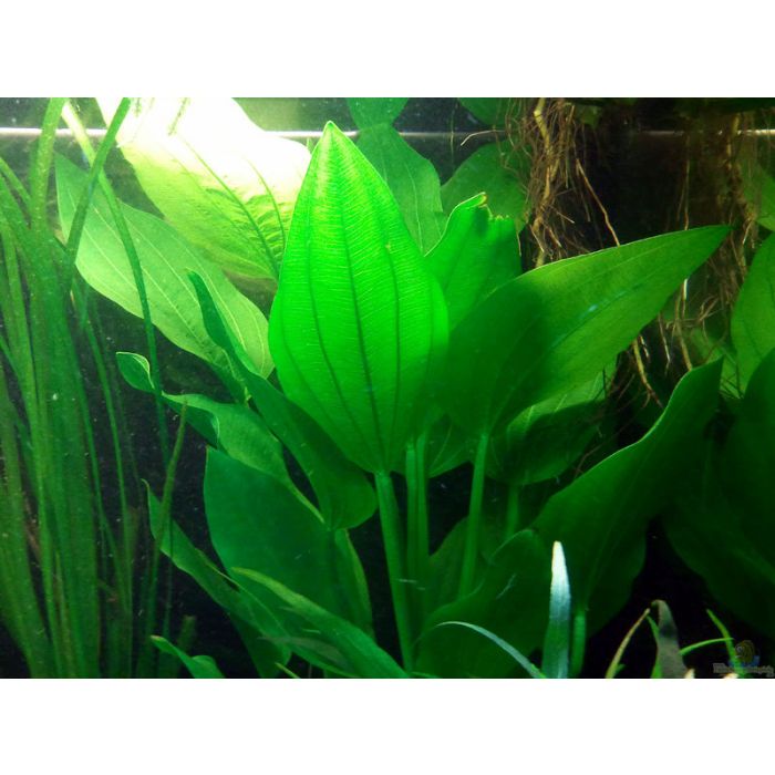 Echinodorus palaefolius