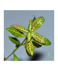 Hygrophila polysperma 'rosanervig'