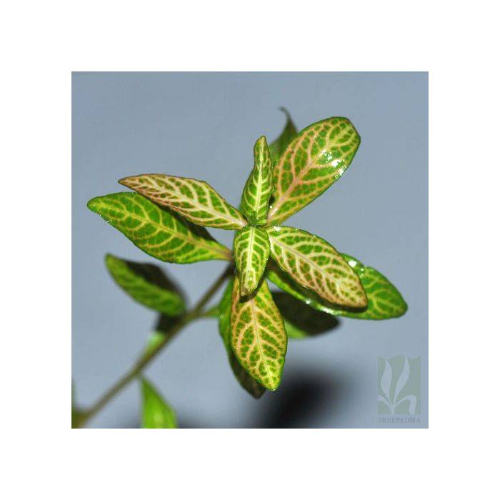 Hygrophila polysperma 'rosanervig'