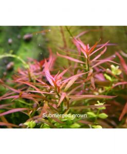 Ludwigia brevipes