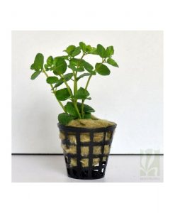 Lysimachia nummularia -Green