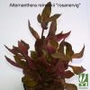 Alternanthera reineckii 'rosanervig'