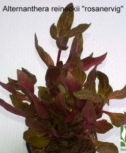Alternanthera reineckii 'rosanervig'
