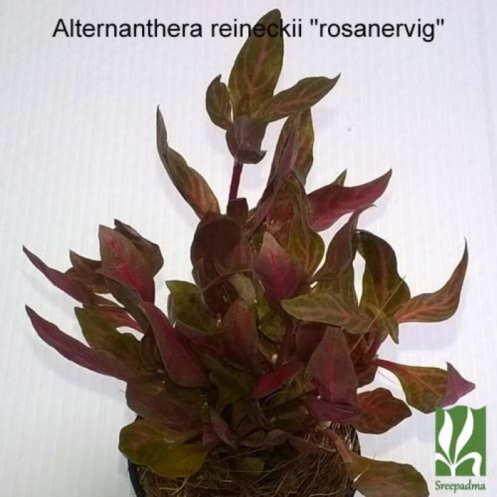 Alternanthera reineckii 'rosanervig'