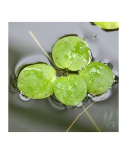 Limnobium laevigatum