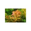 Proserpinaca palustris