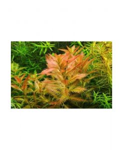 Proserpinaca palustris
