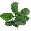 Anubias 'Butterfly'