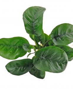 Anubias 'Butterfly'