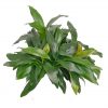 Anubias 'Dragon Claw'